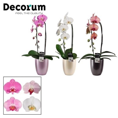 Phalaenopsis mix cascade pc1tmdpp