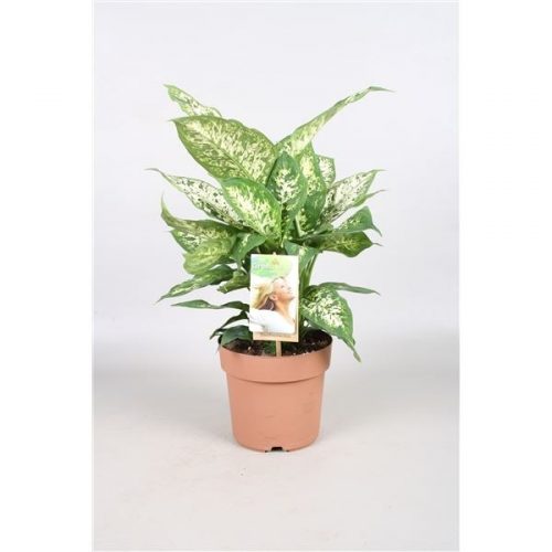Dieffenbachia compacta