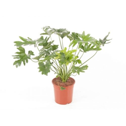 Philodendron cum laude