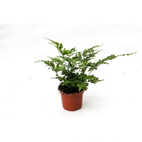 Pteris ensiformis