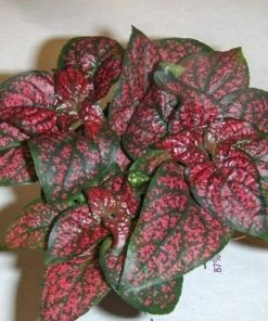 Hypoestes rood