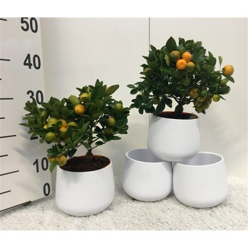 Citrus x citrofortunella microcarpa