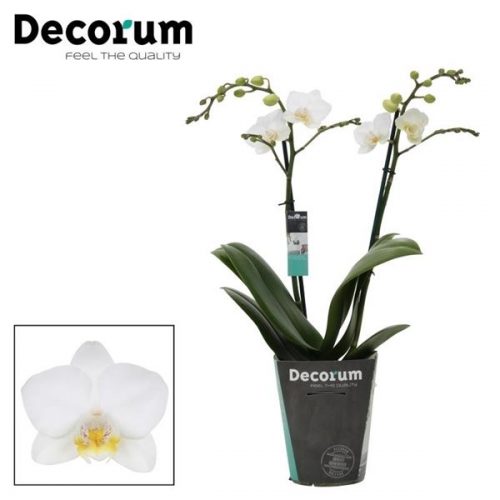 Phalaenopsis multiflora snowflake		-	4	-	Adet