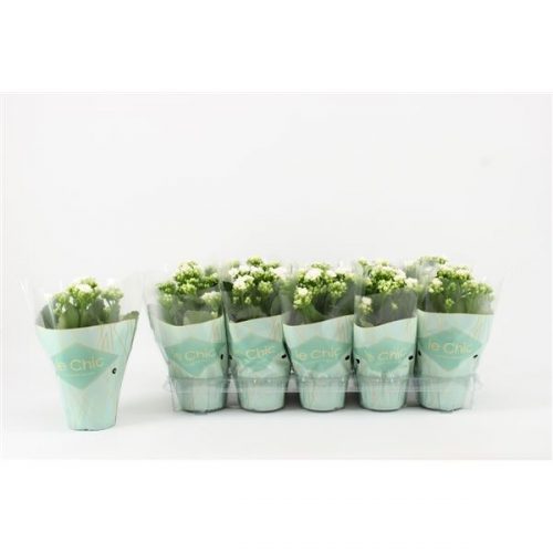 Kalanchoe rosalina le chic vip wit