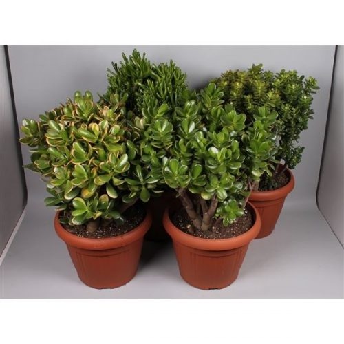 Crassula mix