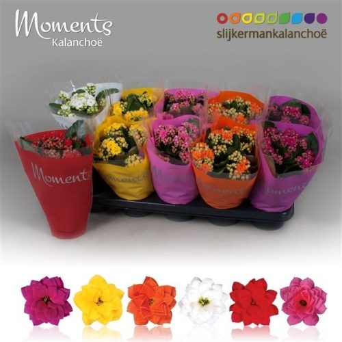 Kalanchoe calandiva mix