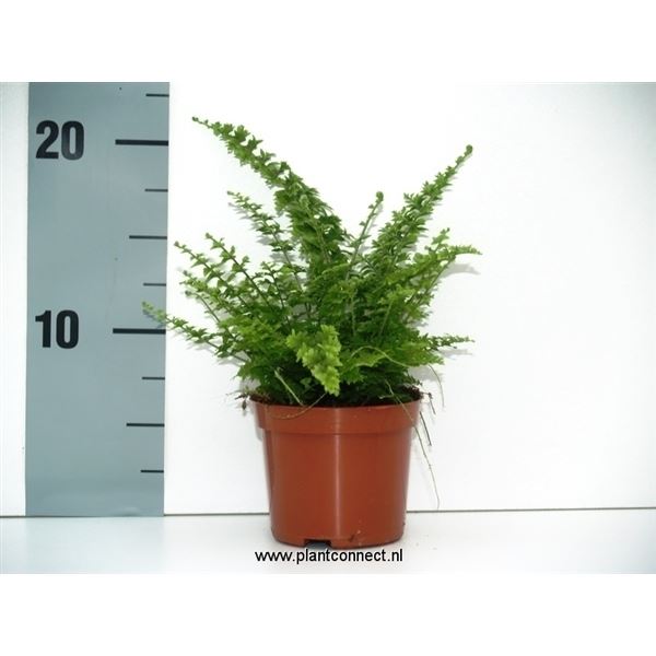 Nephrolepis green fantasy 1 Nephrolepis green fantasy
