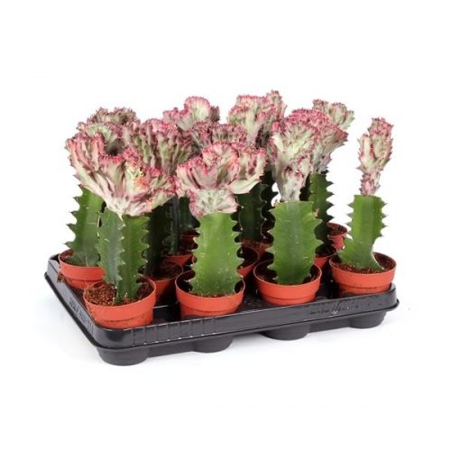 Euphorbia lactea cristaat el101
