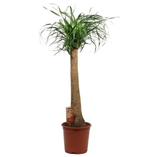 Beaucarnea recurvata recht