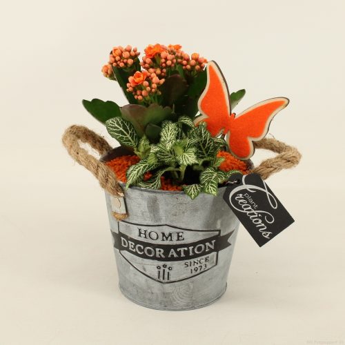 Bacr-2016or basic creatie	-	4	-	Adet