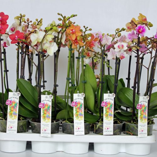 Phalaenopsis multiflora mix