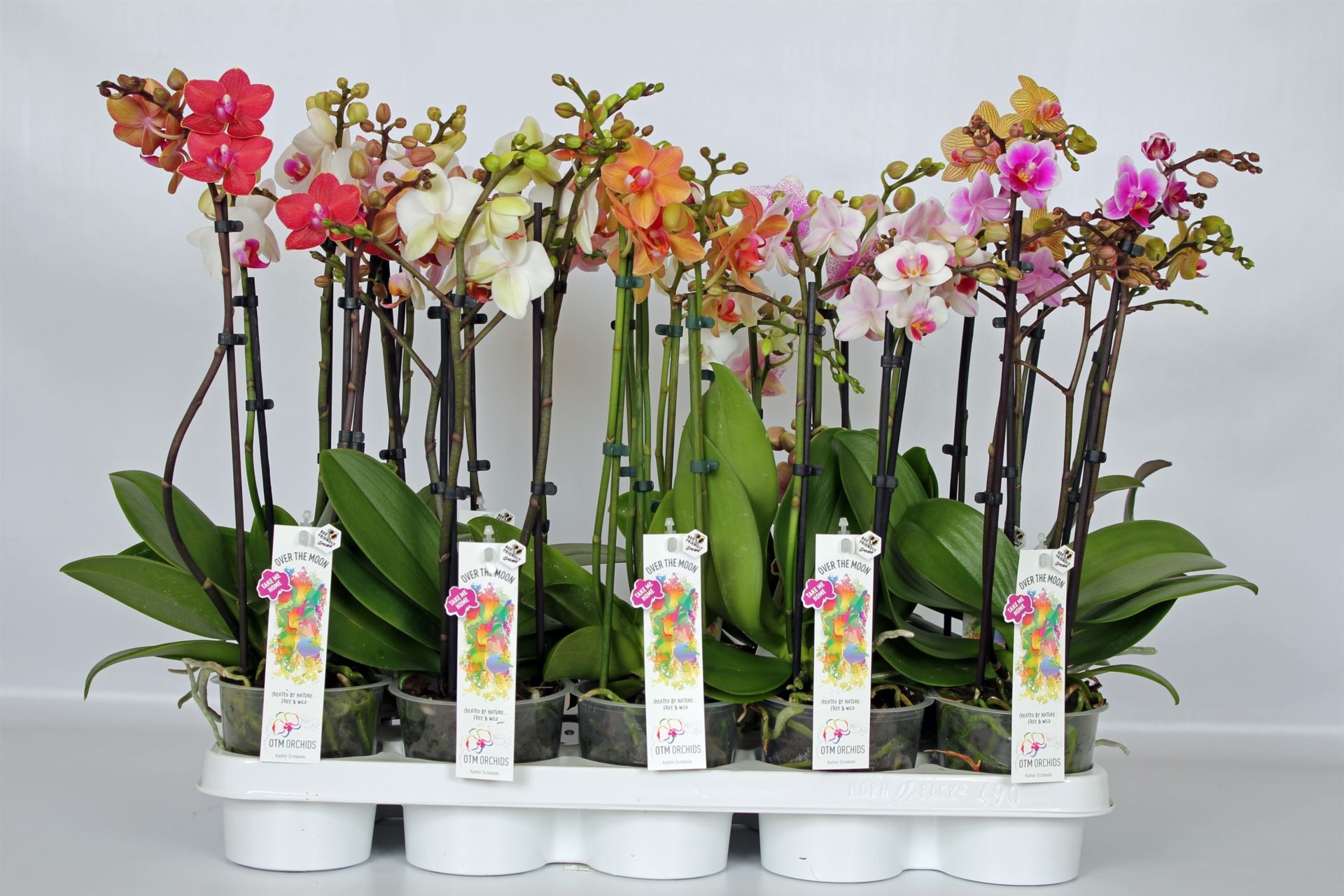 Phalaenopsis multiflora mix 1 Phalaenopsis multiflora mix