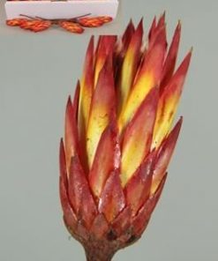 Protea repens red box (100p) - Protea repens red box (100p)