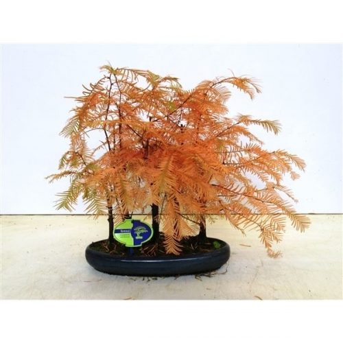 Metasequoia group, forest, 5 stem