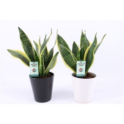 Sansevieria trifasciata futura superba