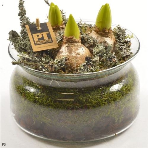 Pthcg 5878	-	5	-	Adet