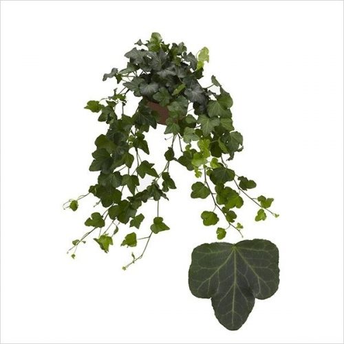 Hedera helix wonder