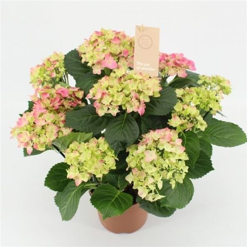 Hydrangea macr. early rosa