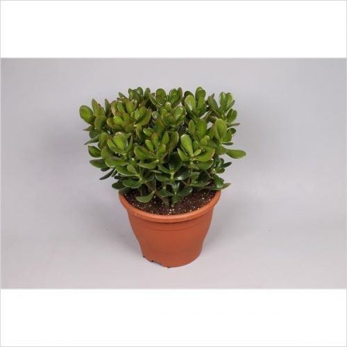 Crassula ovata money maker