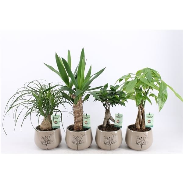 Kamerplanten mix tropics groen