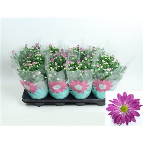 Chrysanthemum ind. rainbow rosy