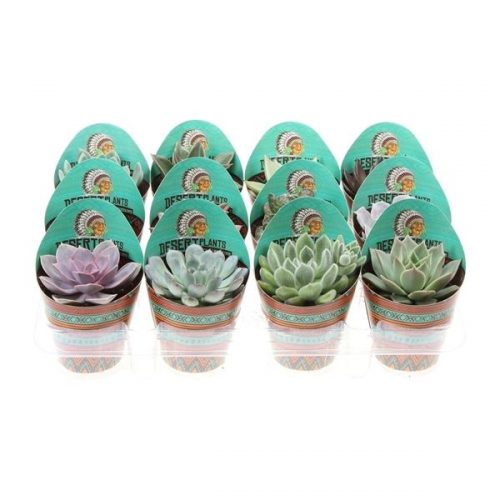 Succulenten mix in potcover pv8030