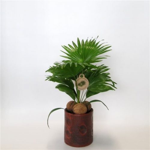 Livistonia rotundifolia