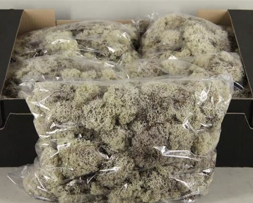 Moss icelandic 500gr natural - Moss icelandic 500gr natural