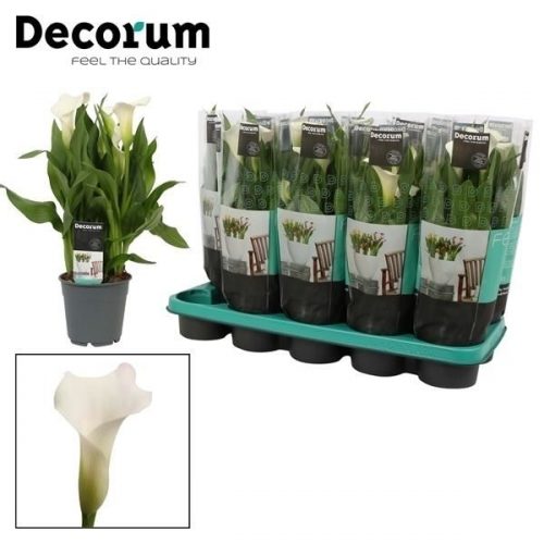 Zantedeschia crystal blush		-	6	-	Adet