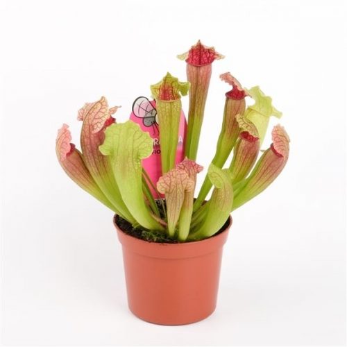 Sarracenia fiona
