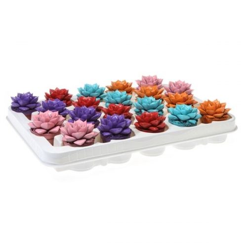 Echeveria rainbow purper mix