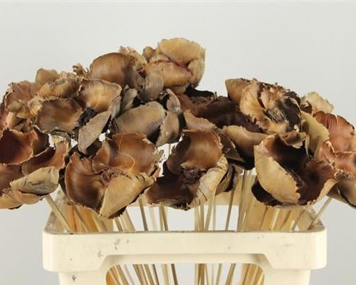 Stick palm cup natural - Stick palm cup natural