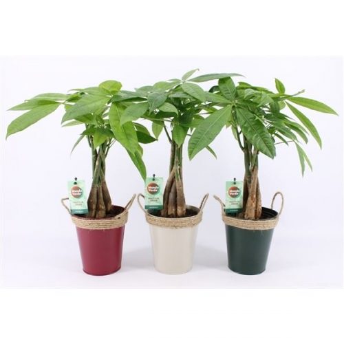 Pachira aquatica
