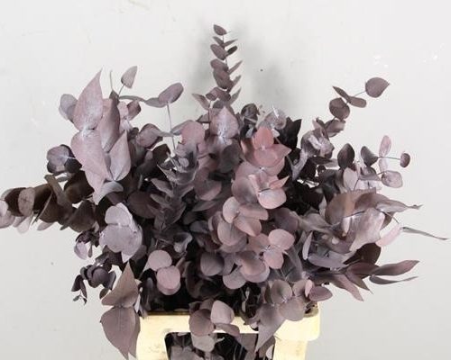 Preserved Leafs Eucaly Bord Bs - Preserved Leafs Eucaly Bord Bs