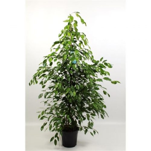 Ficus benjamina exotica