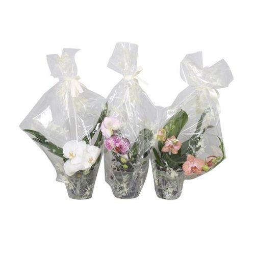 Phalaenopsis mix twister