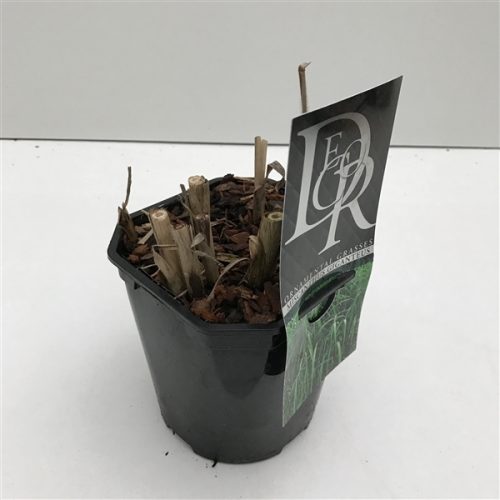 Miscanthus giganteus