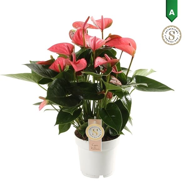 Anthurium andr. pink champion 1 Anthurium andr. pink champion