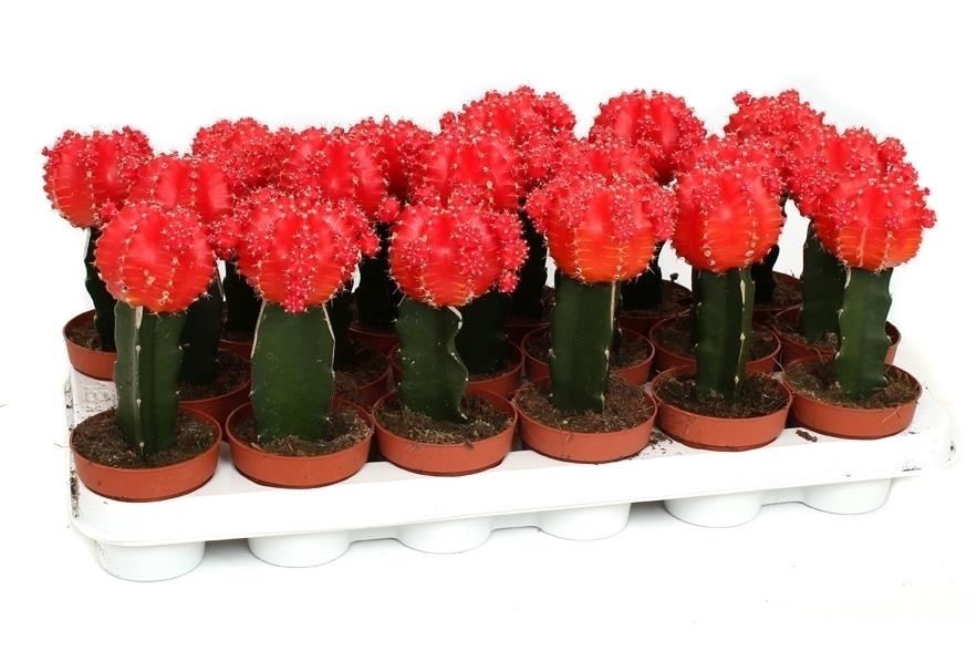 Gymnocalycium mihanovichii geent rood eg18r 1 Gymnocalycium mihanovichii geent rood eg18r