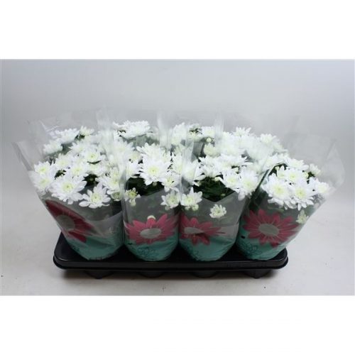 Chrysanthemum ind. chrystal wit
