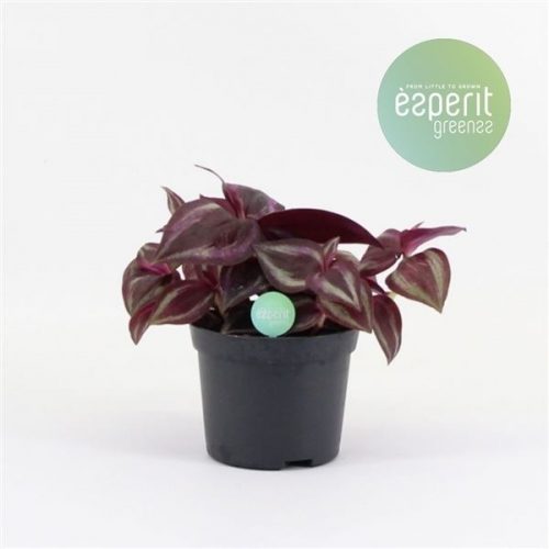 Tradescantia jewel red