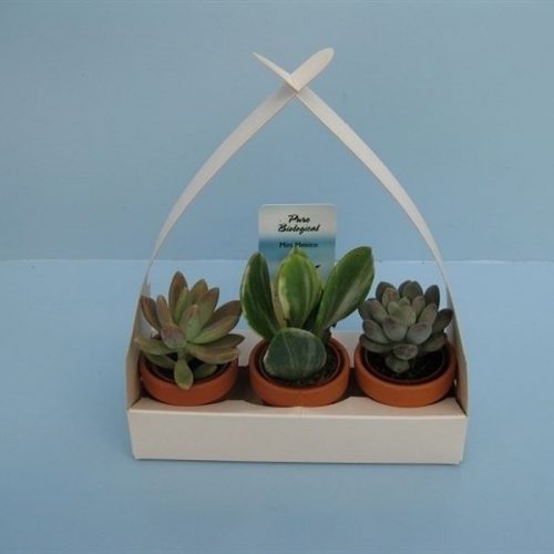 Succulenten mix 225-heng