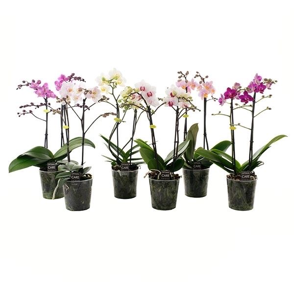 Phalaenopsis multiflora mix love 1 Phalaenopsis multiflora mix love