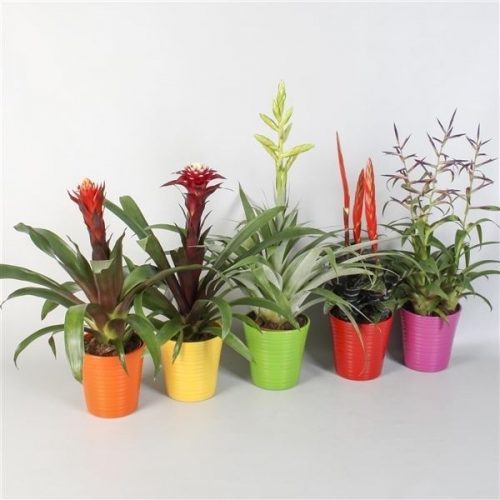 Guzmania optima extra mix