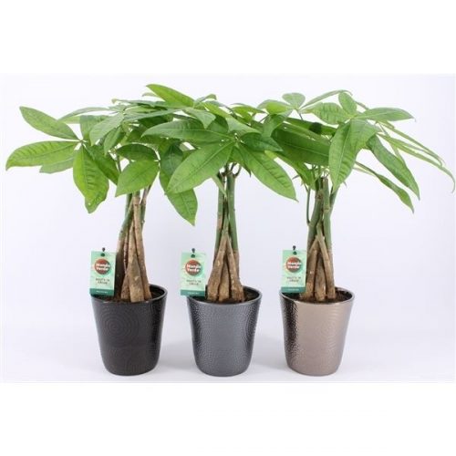 Pachira aquatica