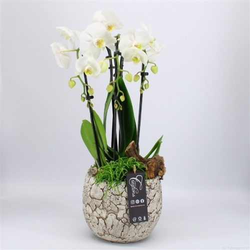 Phal-2007w phalaenopsis creatie	-	3	-	Adet