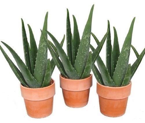 Aloe vera av15