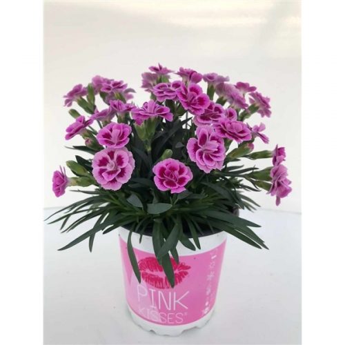 Dianthus pink kisses