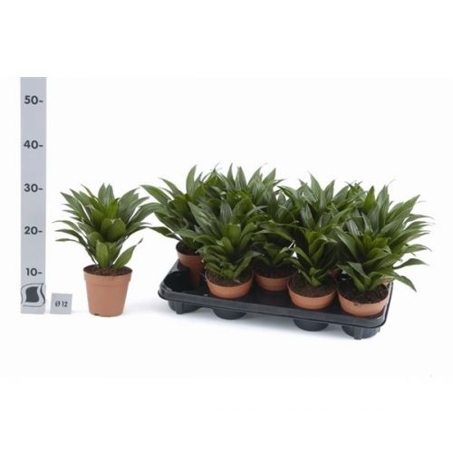 Dracaena fragr. compacta kopstek