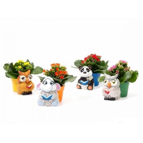 R86) kalanchoe 6 cm in schoolmeeste